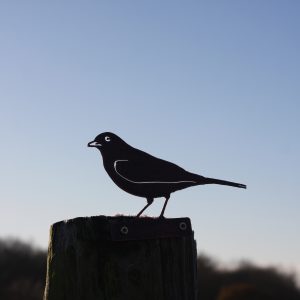 1090-Blackbird